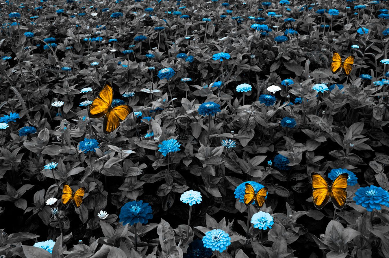 BW Blue Meadow with Golden Butterflies 