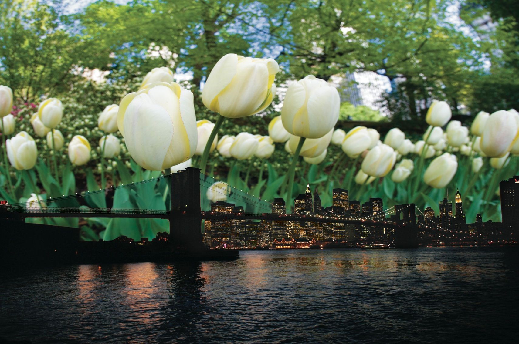 Brooklyn Bridge in Bloom with Tulips