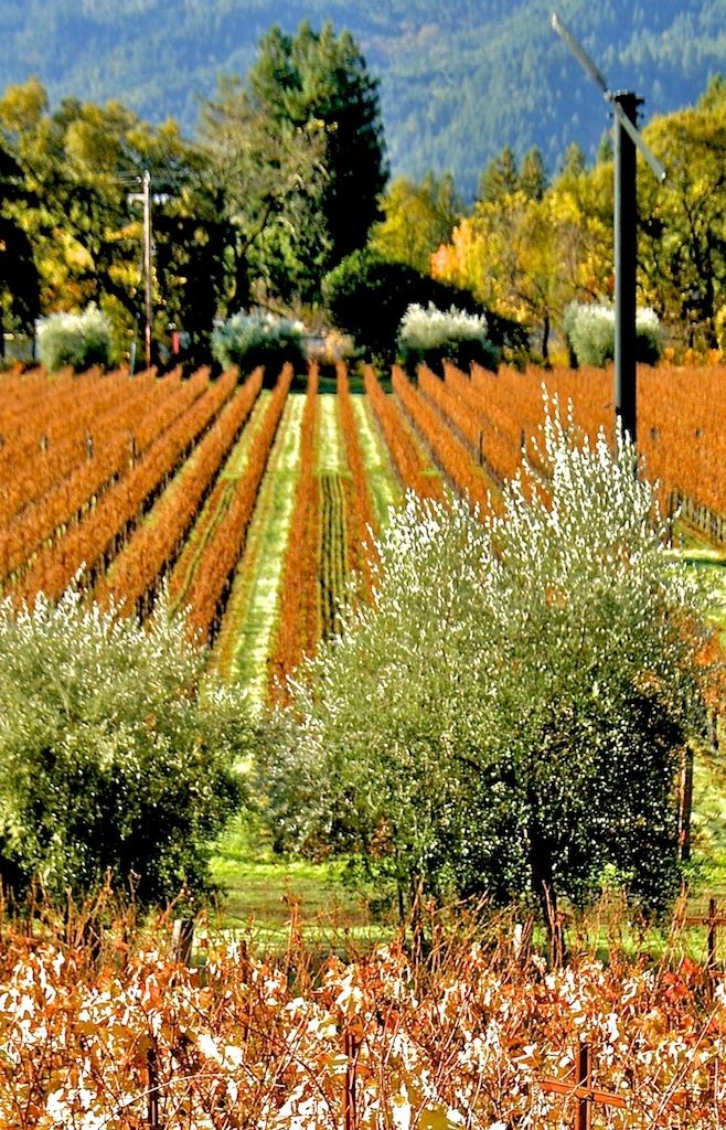 1fall_vineyard_floor