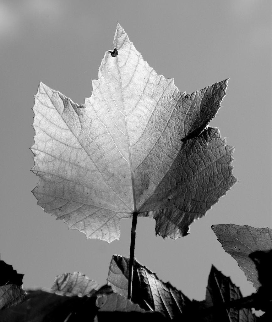 1leaf_b_w