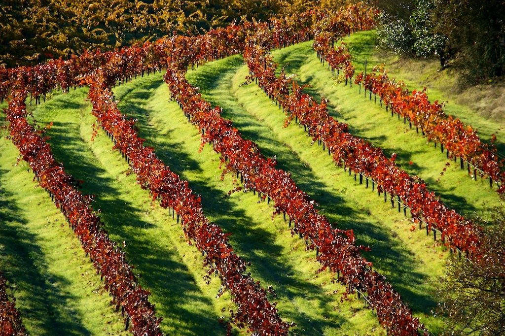 1red_rows_of_vineyards_1