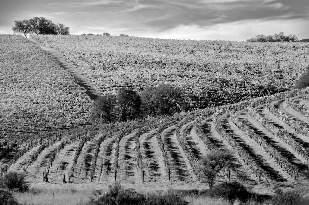 1hills_of_vineyards_b_w_1