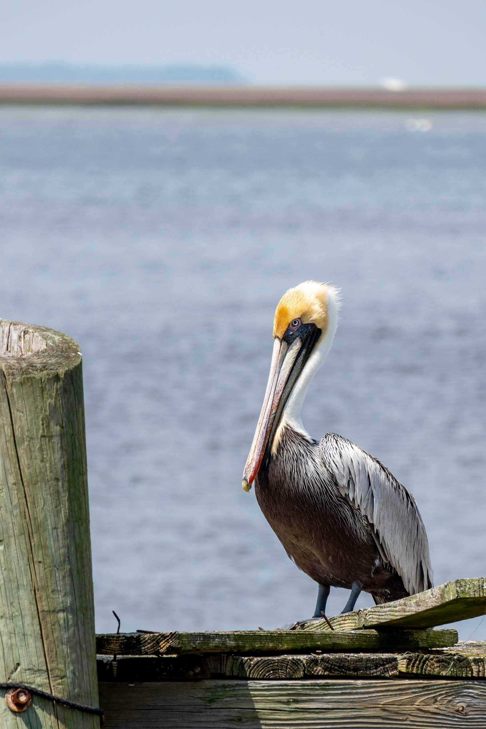 Amelia Island_2021-2017.jpg