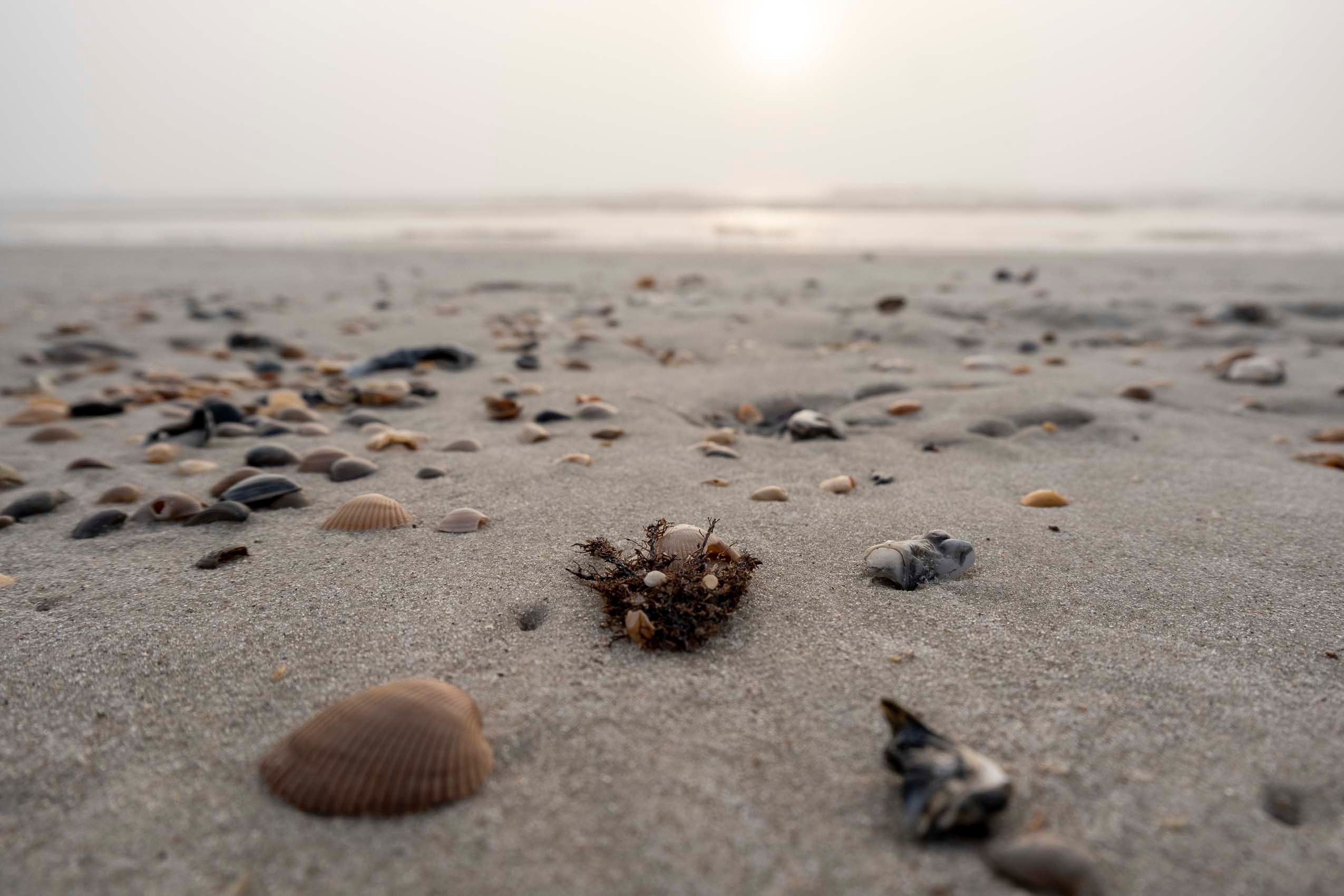 Amelia Island_2021-2120.jpg