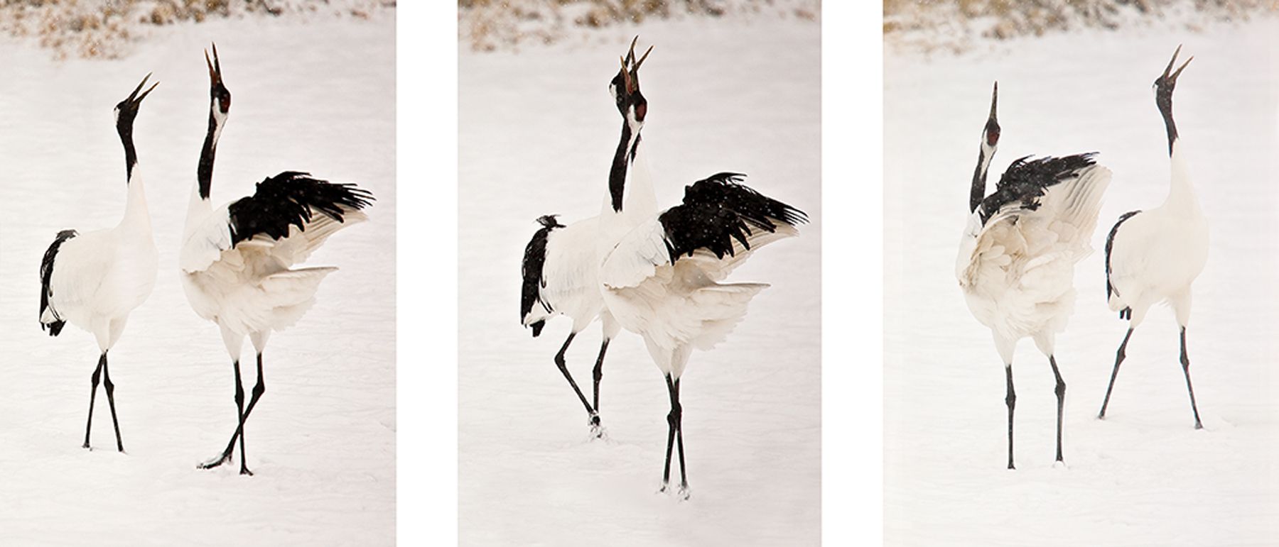 Two endangered Red-crowned cranes passing and greeting each other at the Tsurui Ito Tancho Sanctuary on Hokkaido Island, Japan. In Passing, Red-Crowned Cranes, Hokkaido, Japan