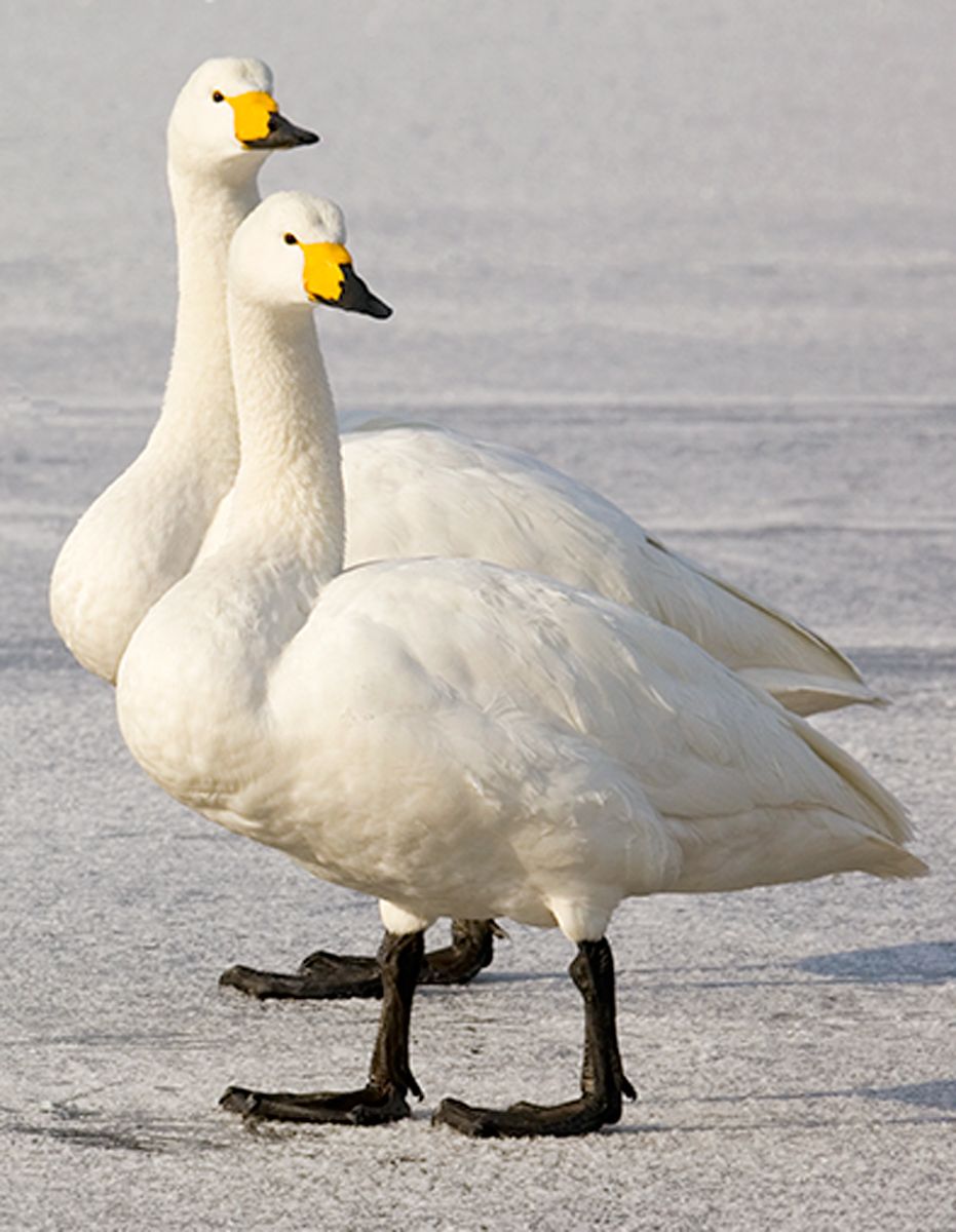Two Whooper swans walking on frozen Lake Kussharo, Hokkaido Island, Japan Twins, Whooper Swans, Lake Kussharo, Hokkaido, Japan