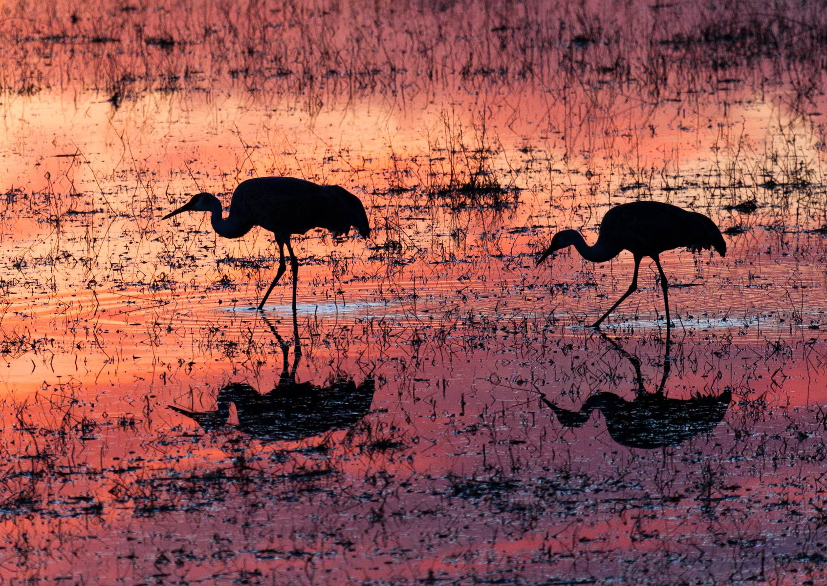 Sandhill Cranes at Dusk II, Bosque del Apache