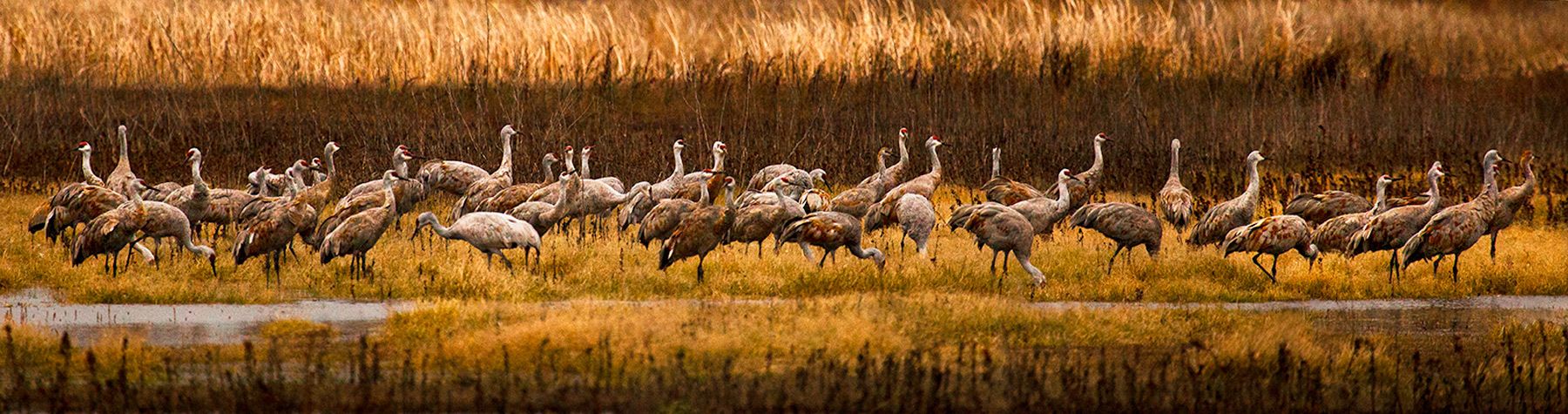 Gathering at Dusk, Consumnes River Preserve, California