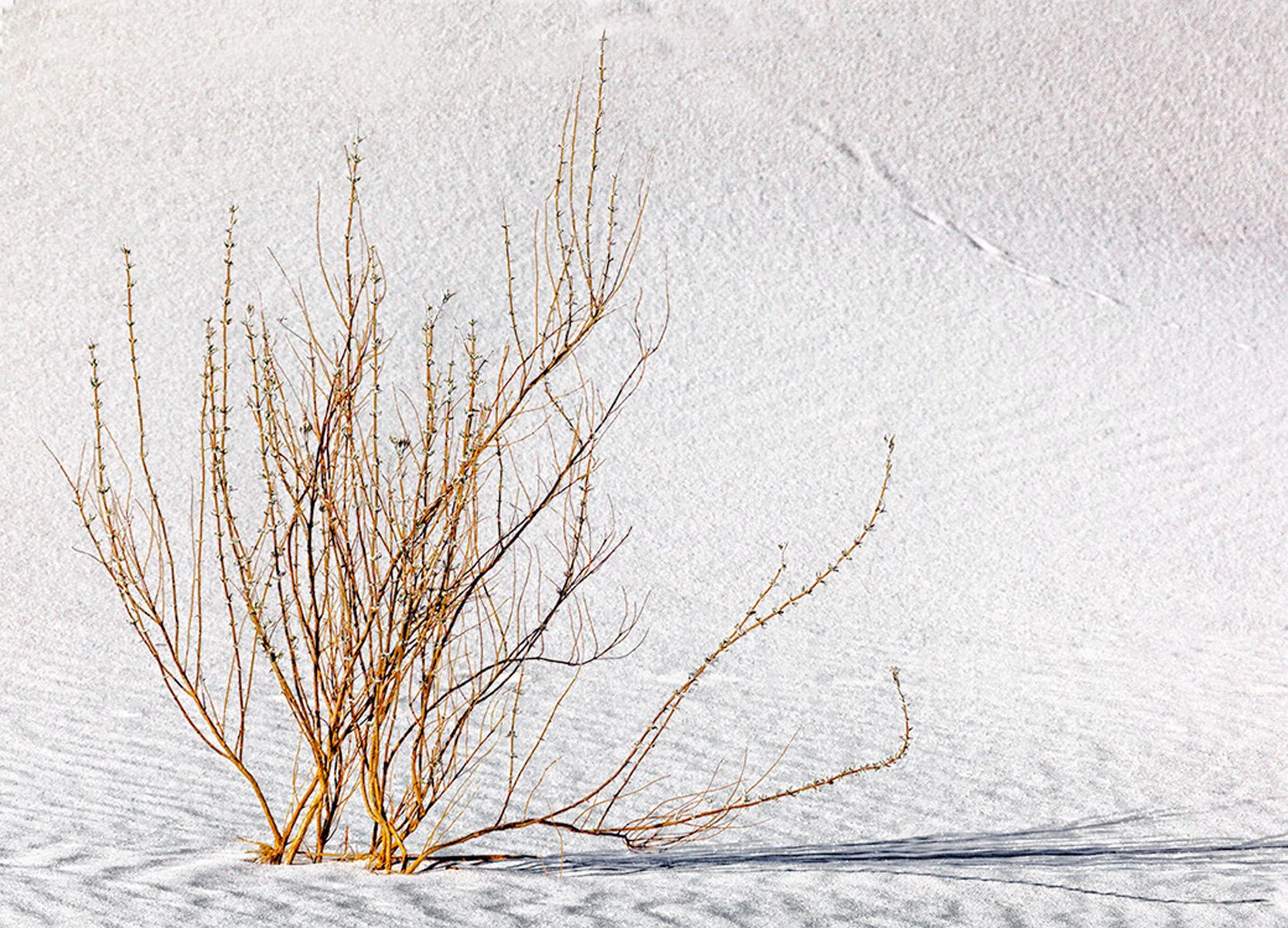 Dawn at White Sands National Monument Untitled