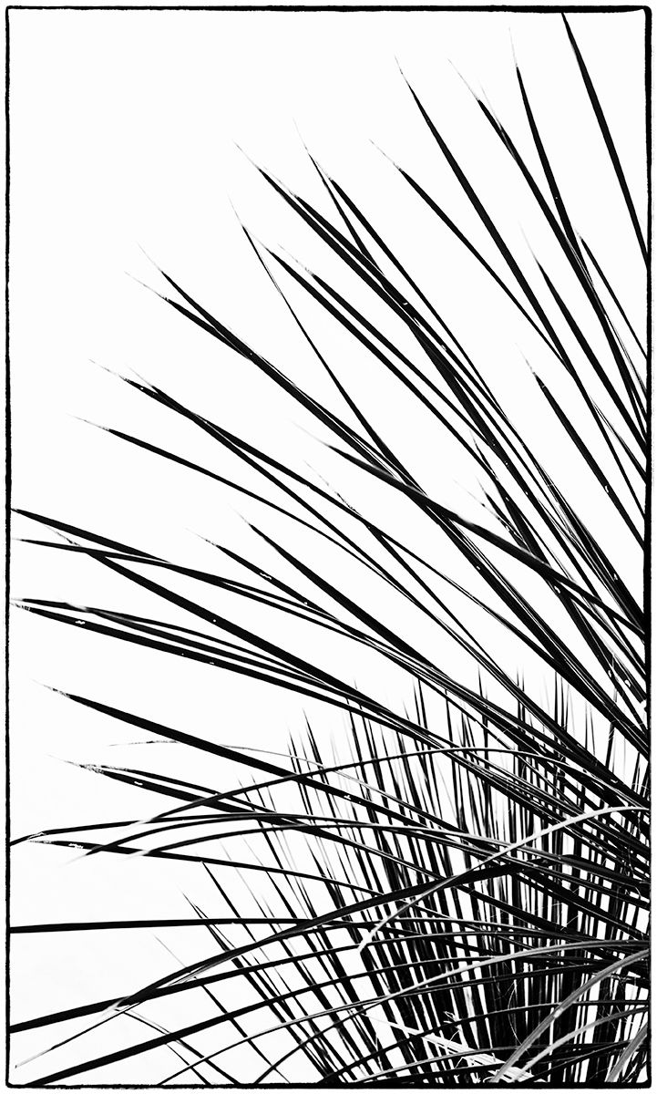 Soaptree yucca plant at White Sands National Monument Yucca III, White Sands National Monument