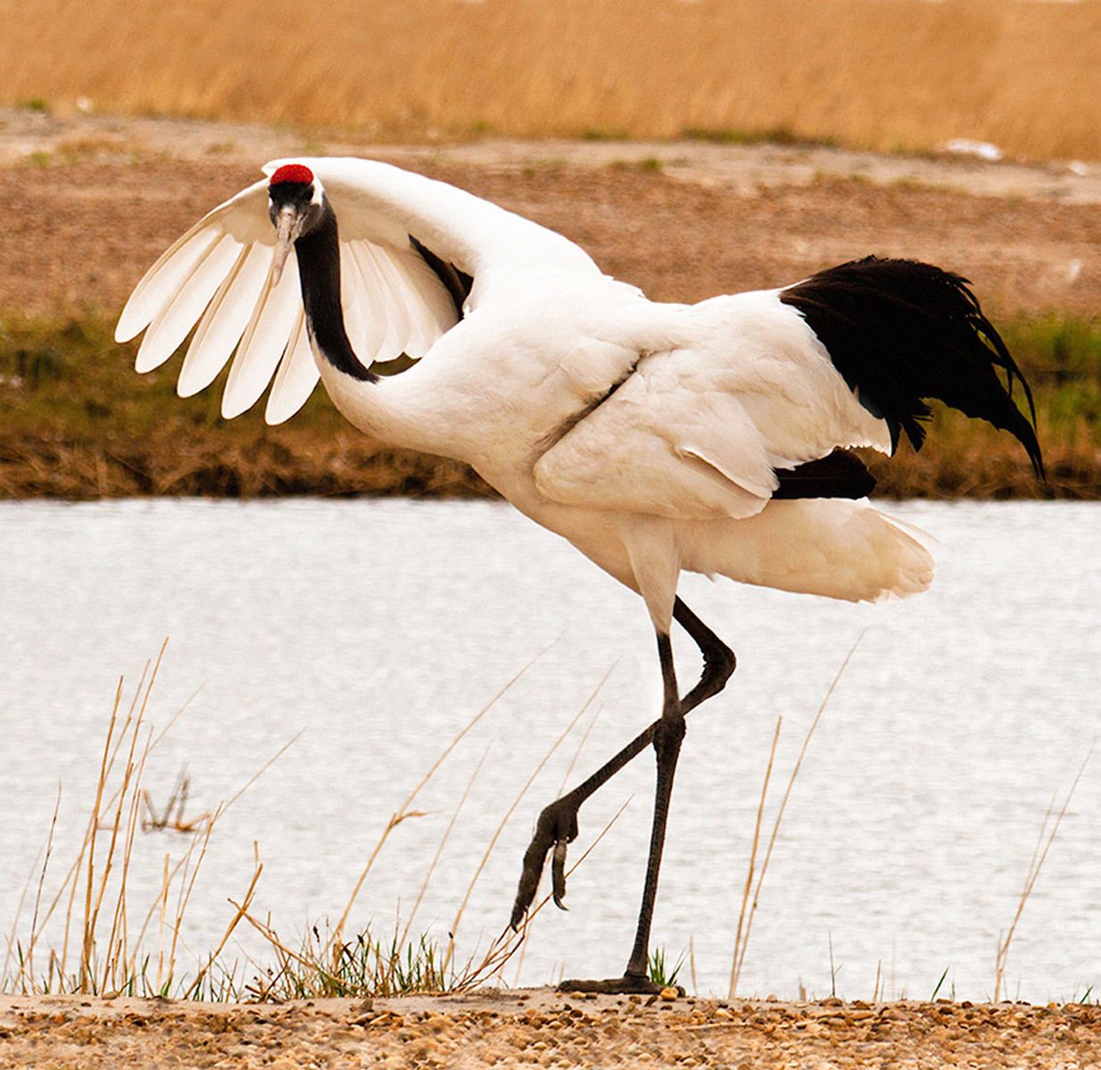 Endangered Red-crowned crane reacts to humans at Zhalong Nature Reserve in northeast China. Crane Majesty III, Red-Crowned Crane, Zhalong Reserve, China