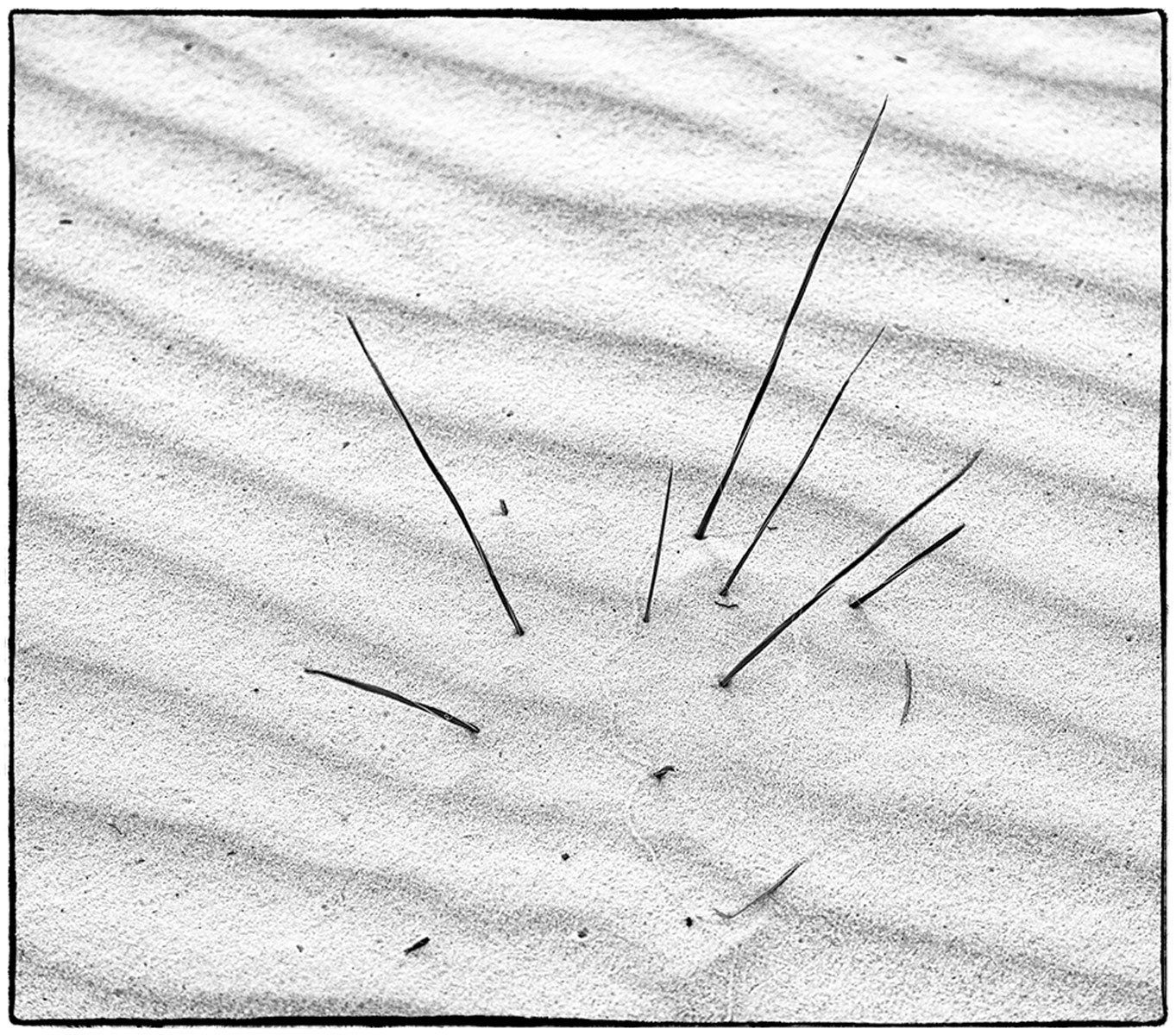 Partially buried yucca plant at White Sands National Monument, New Mexico Yucca II,I White Sands National Monument