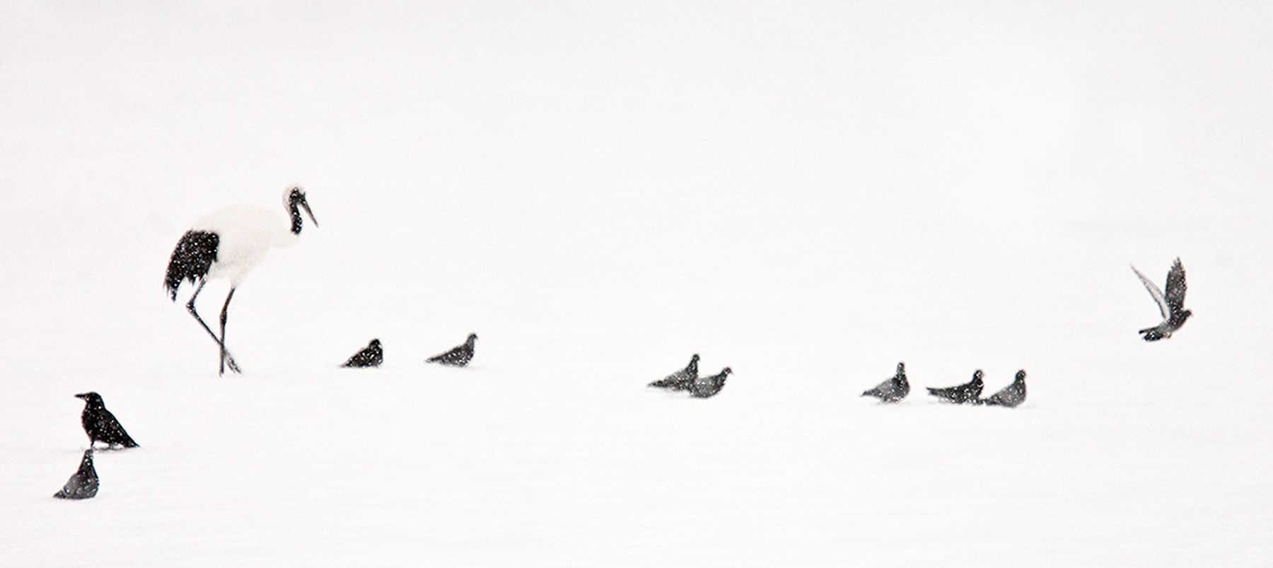 Crane and crows silouetted against the snow at Tsurui Ito Tancho Sanctuary Crane and Crows, Red-crowned crane, Hokkaido, Japan