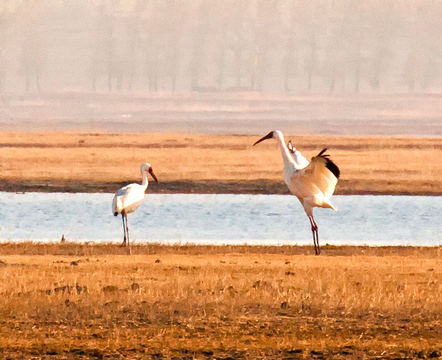Two critically endangered Siberian cranes greet each other in the wetlands of Momoge National Nature Reserve in northeast China. Greetings, Siberian Cranes, Momoge Nature Reserve, China