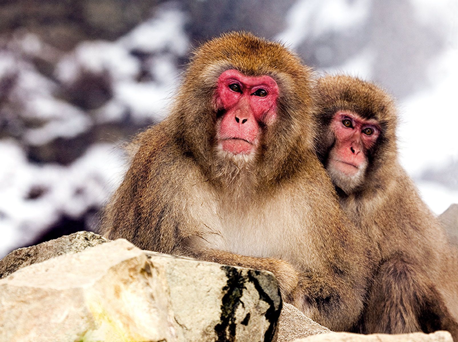 Two Snow monkeys resting by the hot springs at Jigokudani Yaen-koen, Nagano, Japan Observing Them, Observing Us, Snow Monkeys, Japan