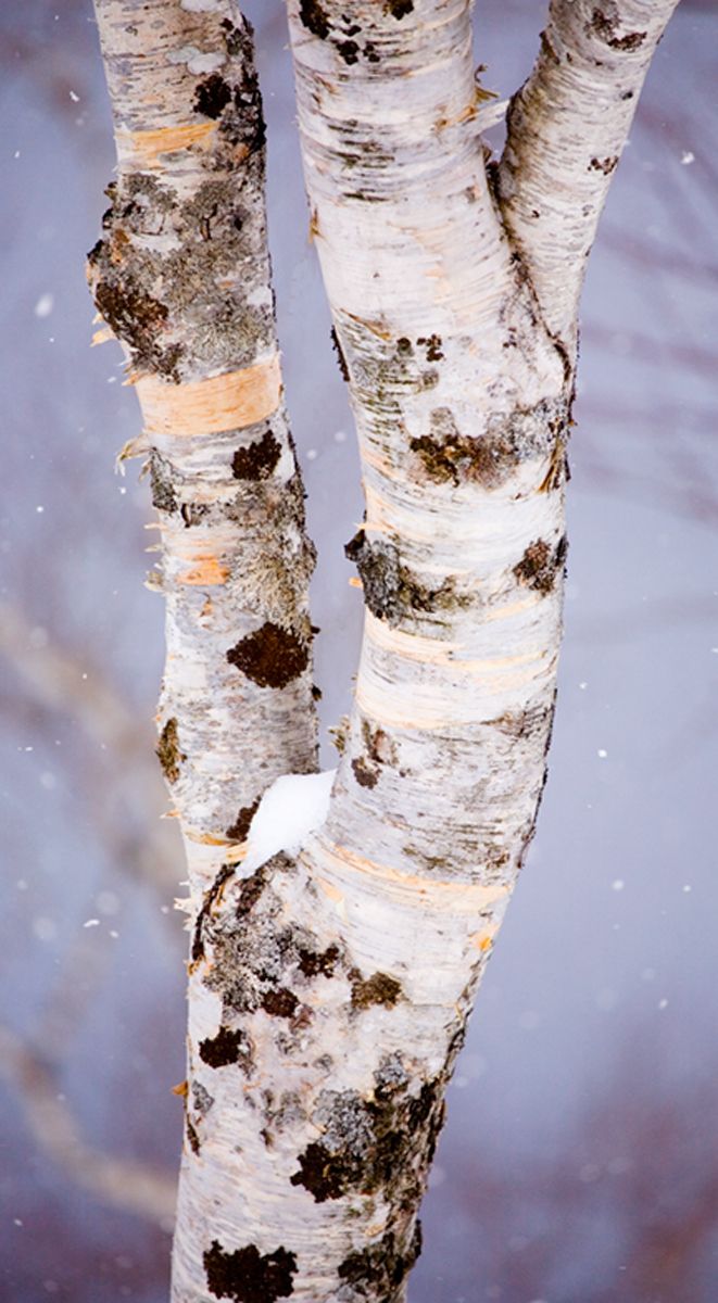 Snow falling on a birch tree above crater lake, Lake Mashu, Hokkaido, Japan Snowy Birch, Lake Mashu, Hokkaido, Japan