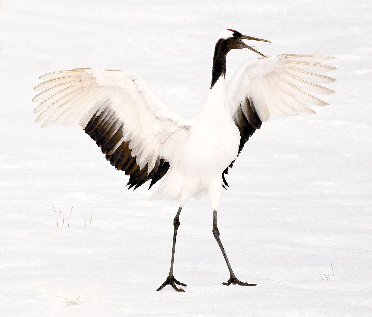 Endangered Red-crowned crane after flying in near Akan International Crane Center on Hokkaido Island, Japan Crane Majesty II, Red-Crowned Crane, Akan Crane Center, Hokkaido