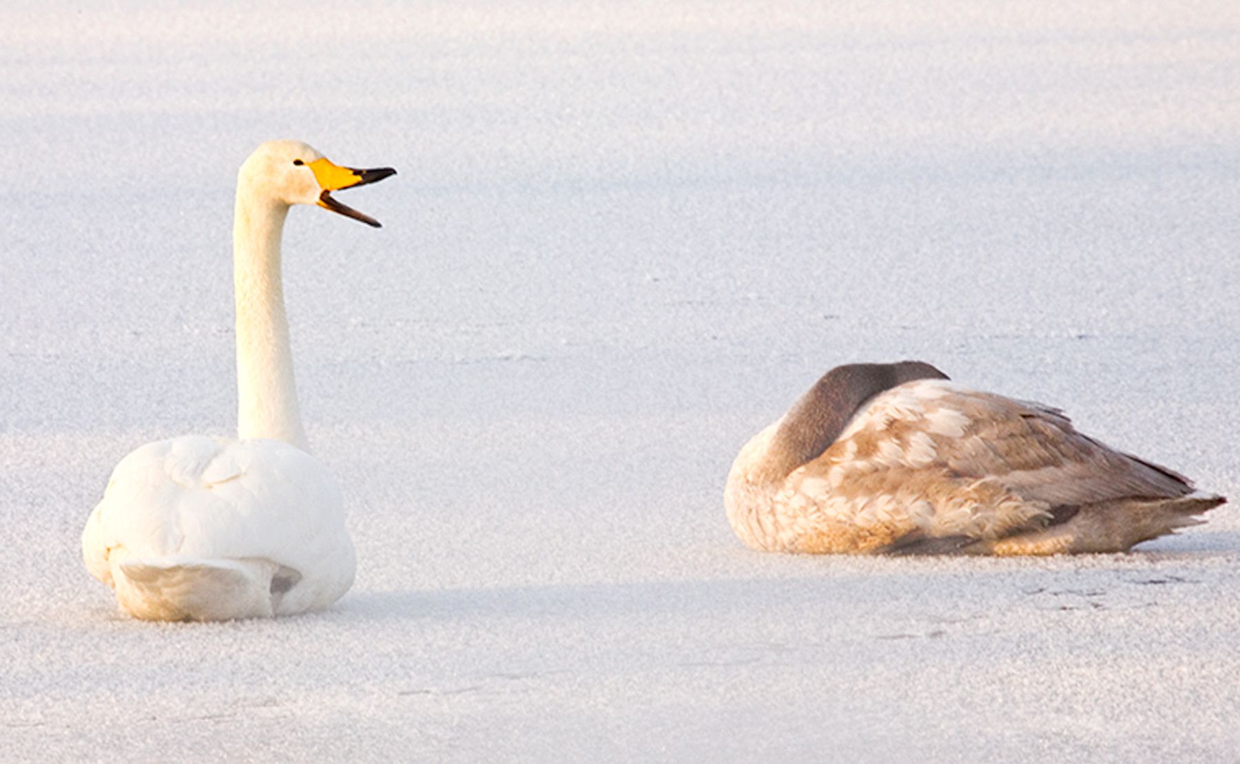 Mature and young Whooper swans on the ice at Lake Kussharo, Hokkaido Island, Japan Listen Up!, Whooper Swans, Lake Kussharo, Hokkaido, Japan