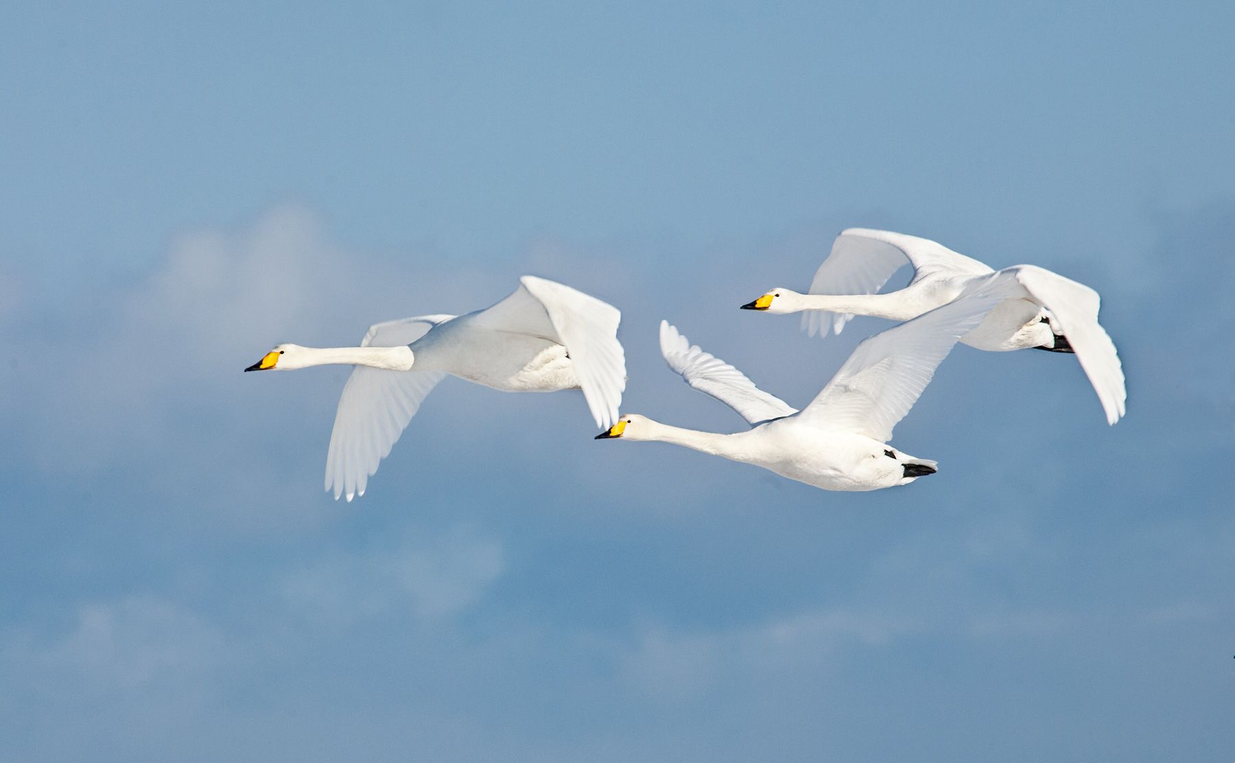 Three Whooper swans in flight over Lake Kussharo, Hokkaido, Japan Whooper Swans in Flight, Lake Kussharo, Hokkaido, Japan