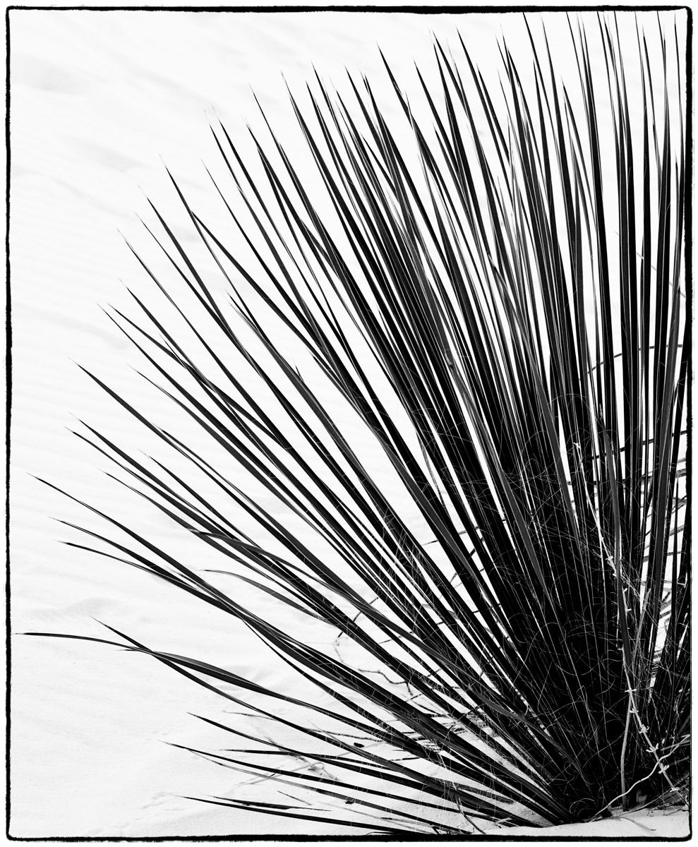 Soaptree yucca plant at White Sands National Monument Yucca I, White Sands National Monument