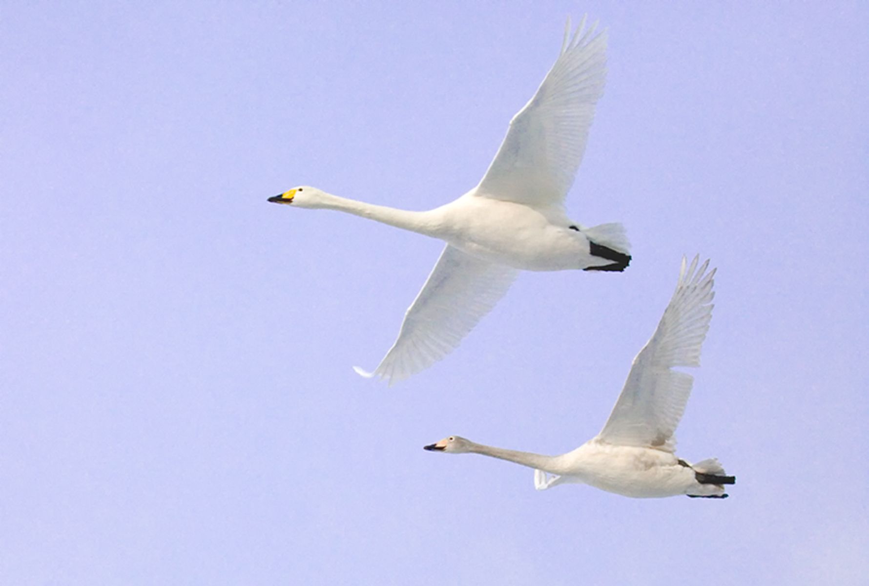 Two Swans after take off on Lake Kussharo, Hokkaido, Japan Two Swans A Soaring