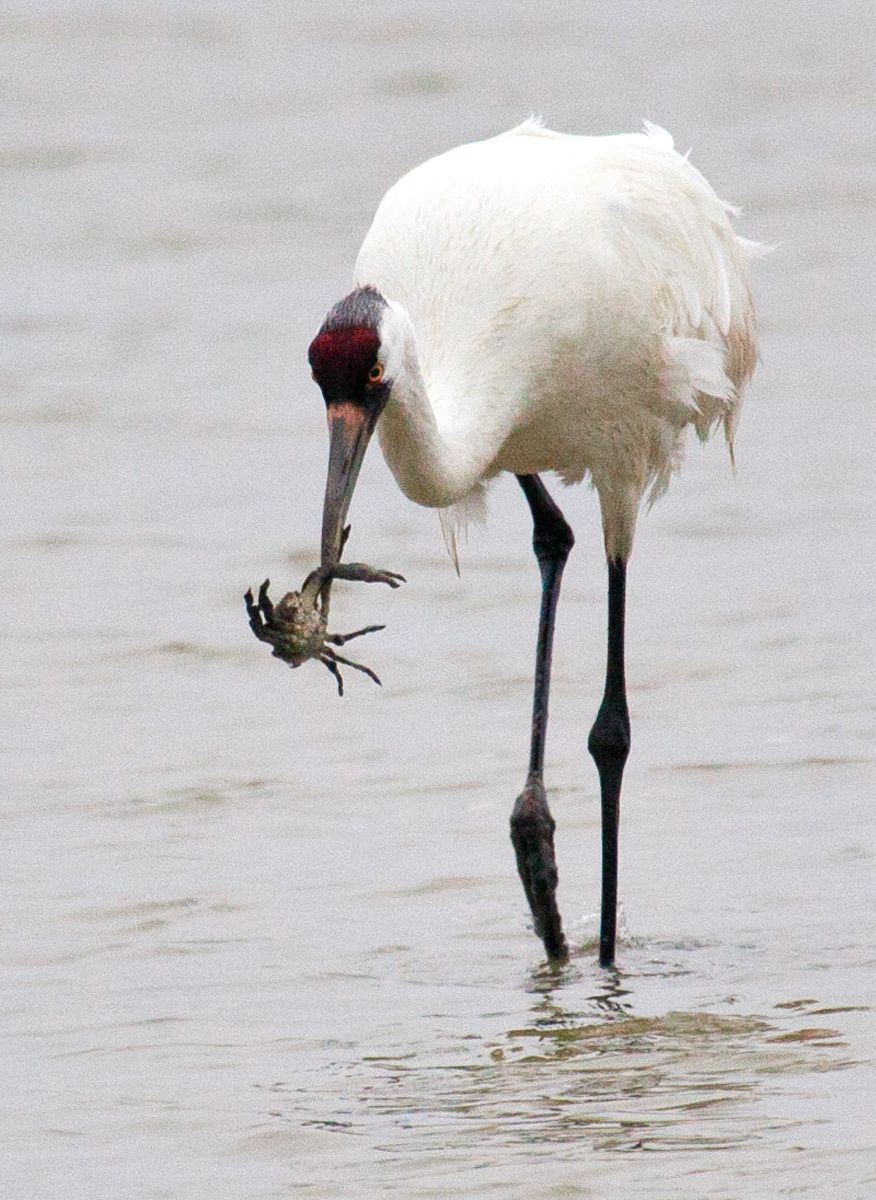1whooping_crane_with_crab.jpg