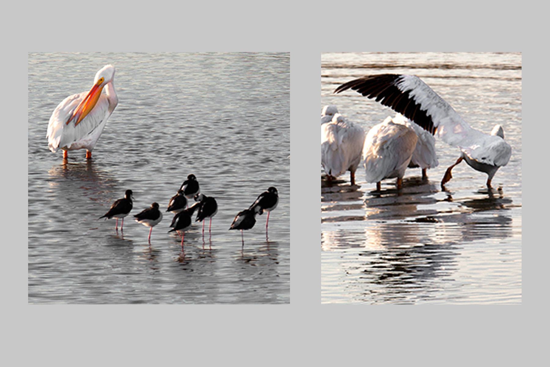 White Pelicans and Black Neck Stilts just after dawn at Palo Alto Baylands Pelicans at Dawn