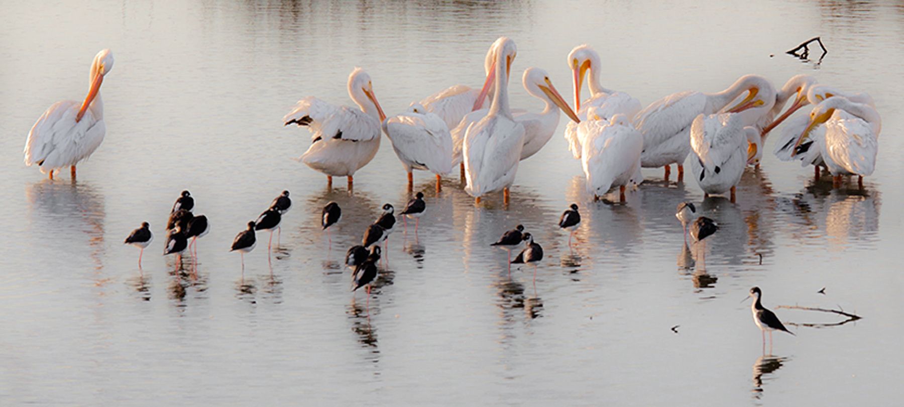 Pelicans preening at dawn surrounded by Black Neck Stilts at Palo Alto Baylands on San Francisco Bay, California Pelicans and Black Neck Stilts, Palo Alto Baylands, California