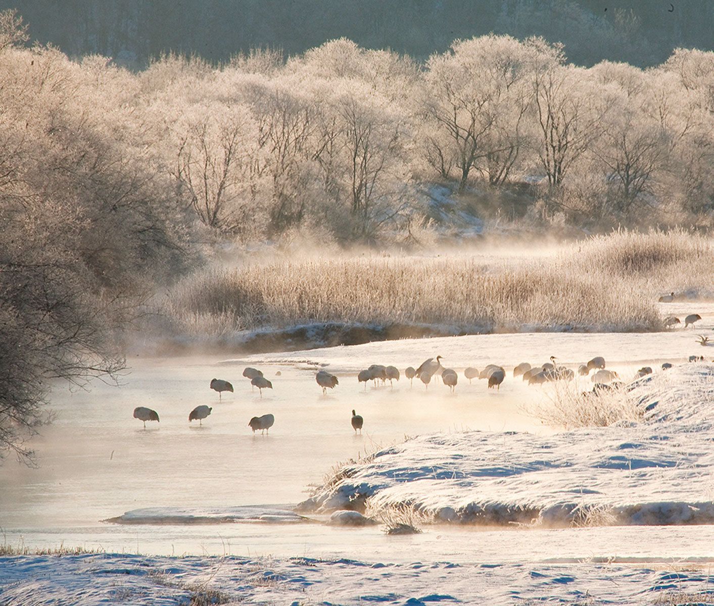 Endangered Red-crowned cranes roosting at dawn near Otowa Bridge, Tsurui, Hokkaido Island, Japan. Quiet Dawn, Red-Crowned Cranes, Hokkaido, Japan