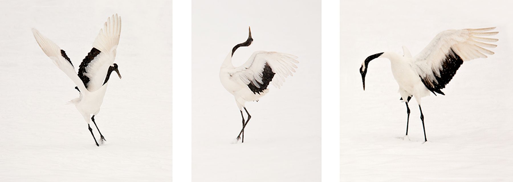Three endangered Red-crowned cranes dance at the Tsurui Ito Tancho Sanctuary on Hokkaido Island, Japan. Crane Dance II, Red-Crowned Cranes, Hokkaido, Japan