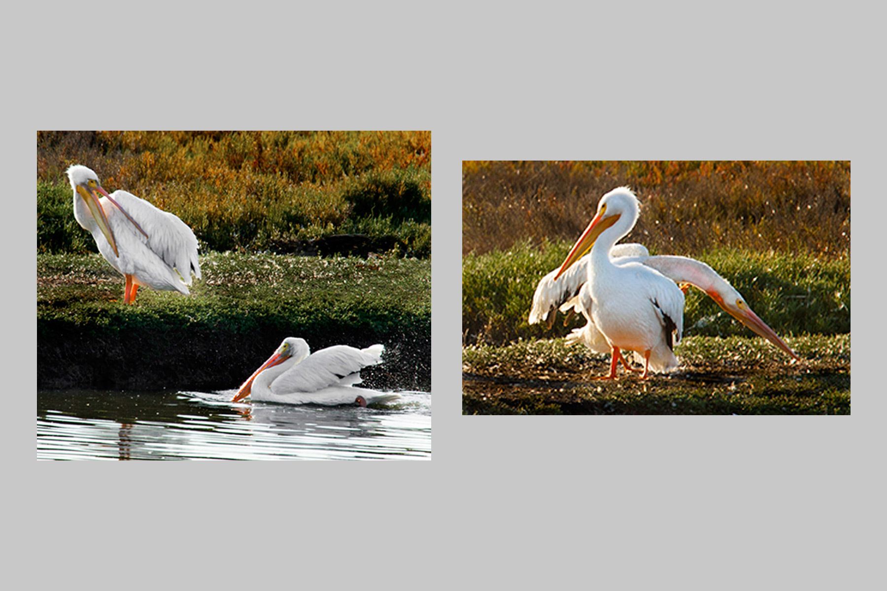 Pelicans in late afternoon sunlight at Palo Alto Baylands Pelican pairs, Palo Alto Baylands
