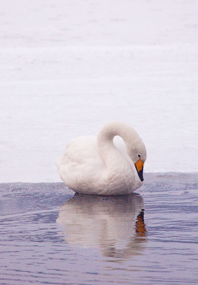 Whooper swan on Lake Kussharo, Hokkaido, Japan looking at its reflection. Reflection