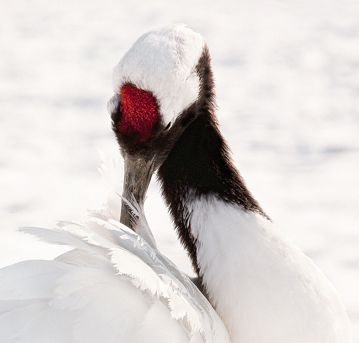 Close up of Red-crowned crane preening at Tsurui Ito Tancho Sanctuary, Tsurui, Hokkaido Island, Japan Preening I, Red-Crowned Crane, Hokkaido, Japan