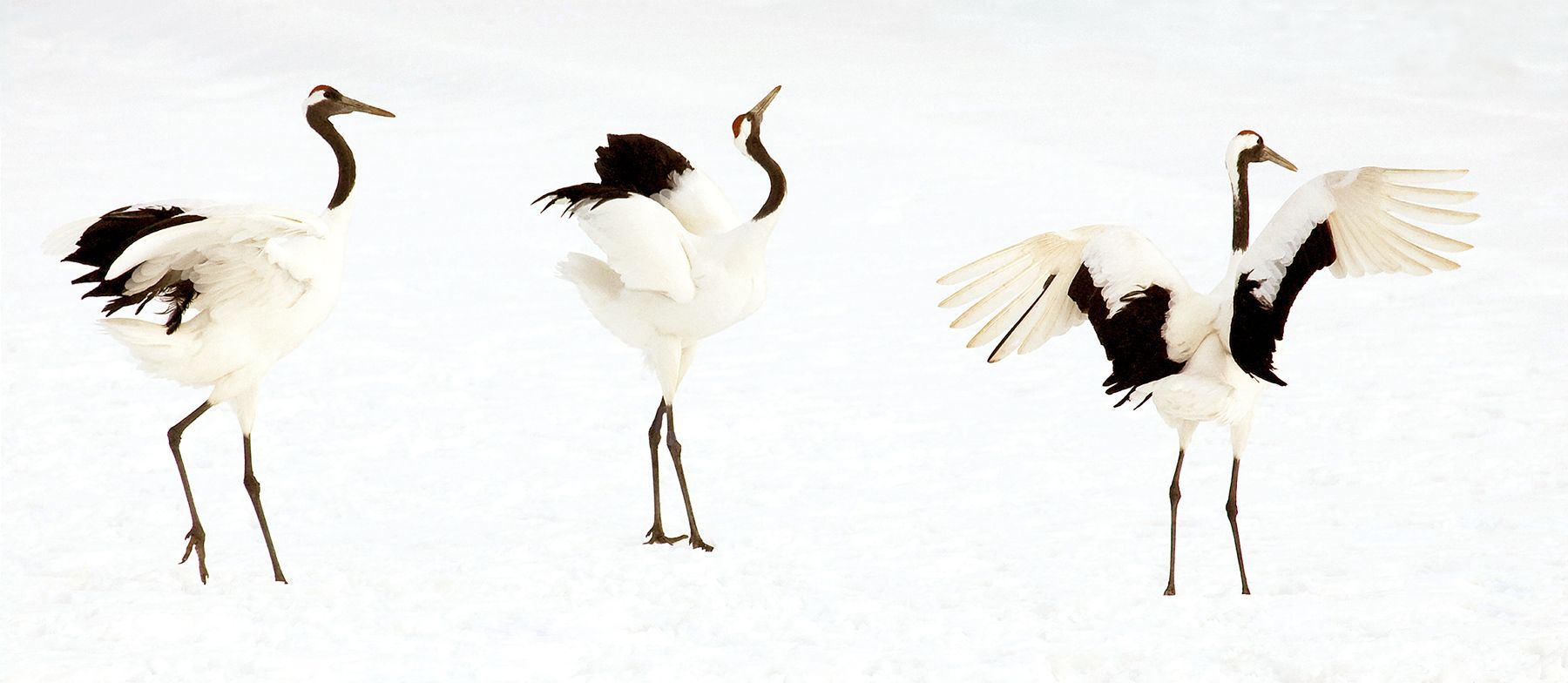 Three endangered Red-crowned cranes land next to each other and "perform" their own dance at the Tsurui Ito Tancho Sanctuary on Hokkaido Island, Japan. Crane Dance I, Red-Crowned Cranes, Hokkaido, Japan
