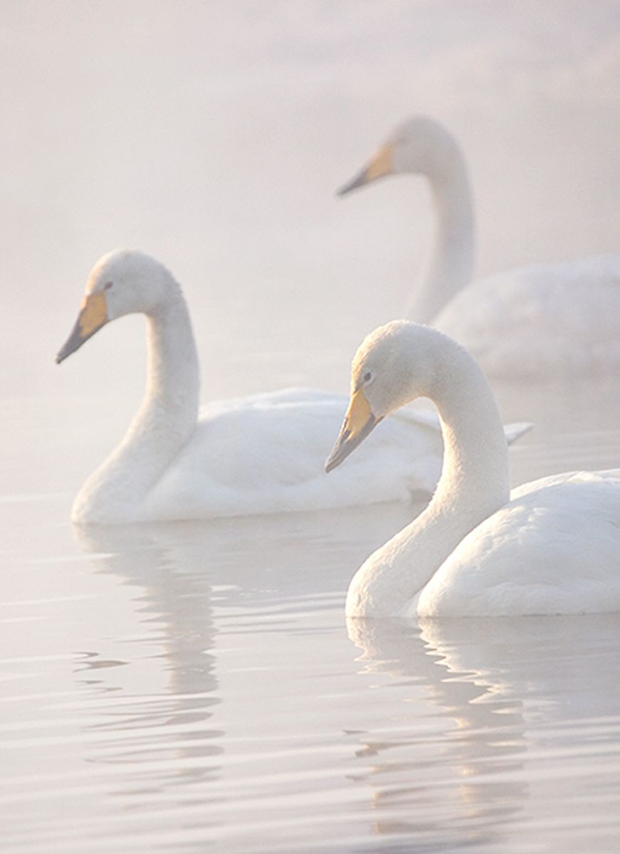 In the Mist I, Whooper Swans, Lake Kussharo, Hokkaido, Japan
