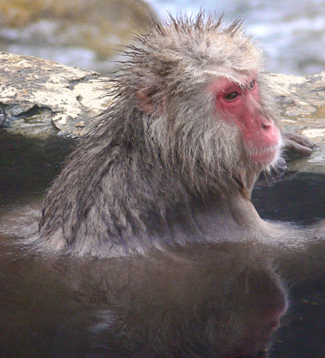 Japanese snow monkey resting in hot pool at Jigokudani Yaen-koen, near Nagano, Japan. Contemplation I, Snow Monkey, Japan