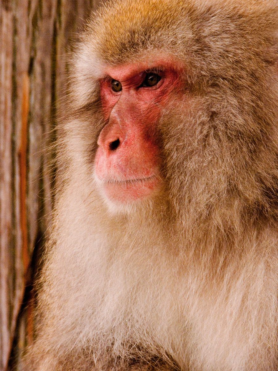 Patriarch Snow Monkey looking over group at Jigokudani Yaen-koen, Nagano, Japan Patriarch, Snow Monkey, Japan