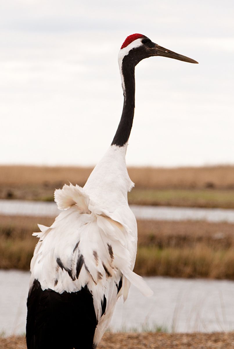 Red-crowned crane in the wind at the wetlands of Zhalong Nature Reserve, in northeast China. Profile, Red-Crowned Crane, Zhalong Reserve, China