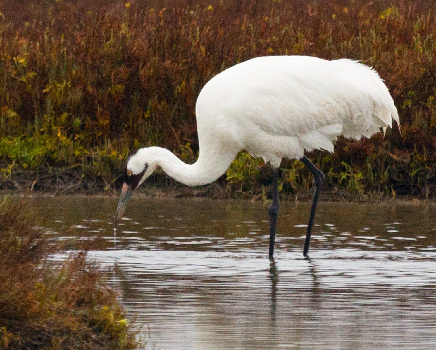 Sandhill and Whooping Cranes of North America - Susan Carnahan