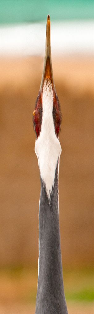 Two views of a White-naped crane at Zhalong Nature Reserve, northeast China White-Naped Crane Diptych Zhalong Reserve, China