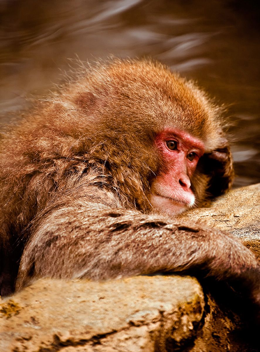 Young Snow Monkey resting in hot springs in Jigokudani Yaen-koen in northern Japan At Rest-Snow Monkey, Japan