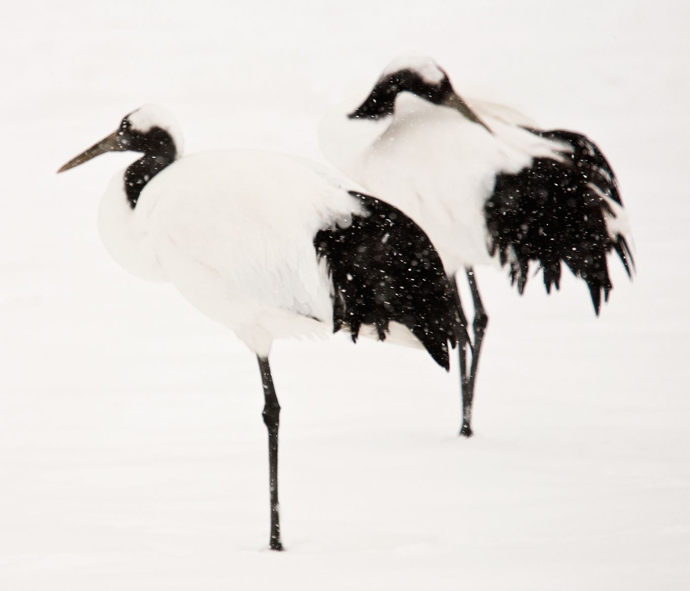 Two endangered Red-crowned cranes resting during snowfall at the Tsurui Ito Tancho Sanctuary, Tsurui, Hokkaido, Japan. Meditation, Red-Crowned Cranes, Hokkaido, Japan