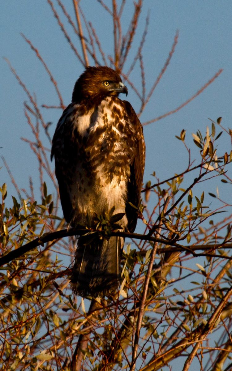 Immature Redtailed hawk on alert for food on Woodbridge Road, near Lodi, California Redtailed Hawk, Woodbridge Road, Lodi, California