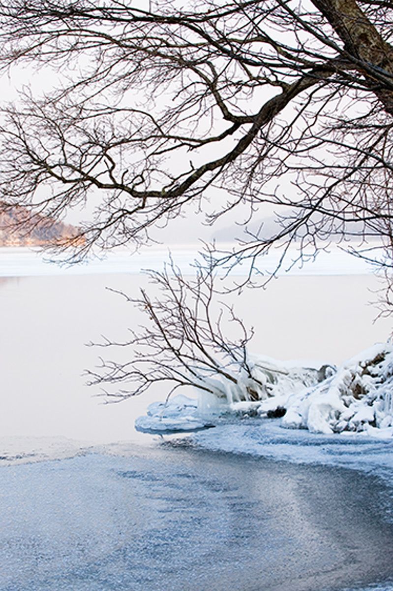 Birch with hoar frost at the edge of Lake Kussharo, Hokkaido, Japan. Lake Kussharo I, Hokkaido, Japan