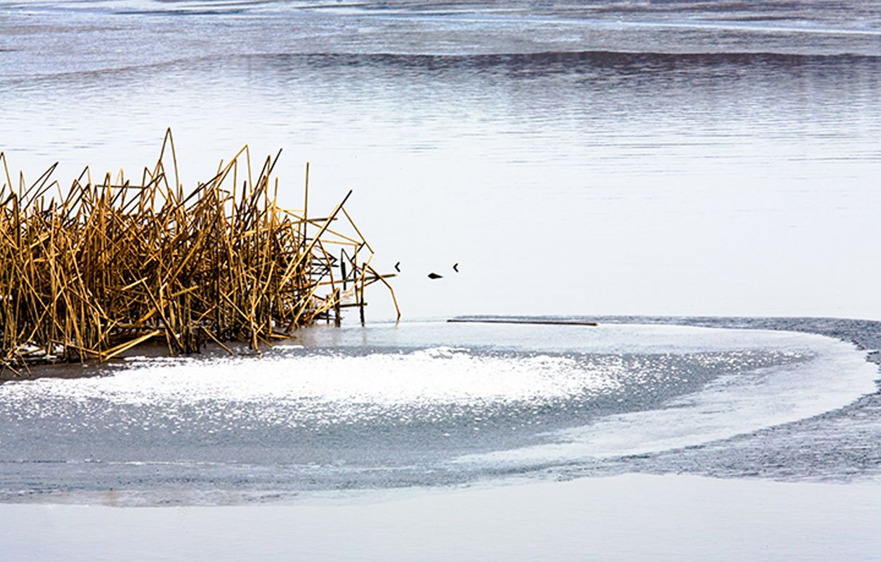 Warmth on the Ice