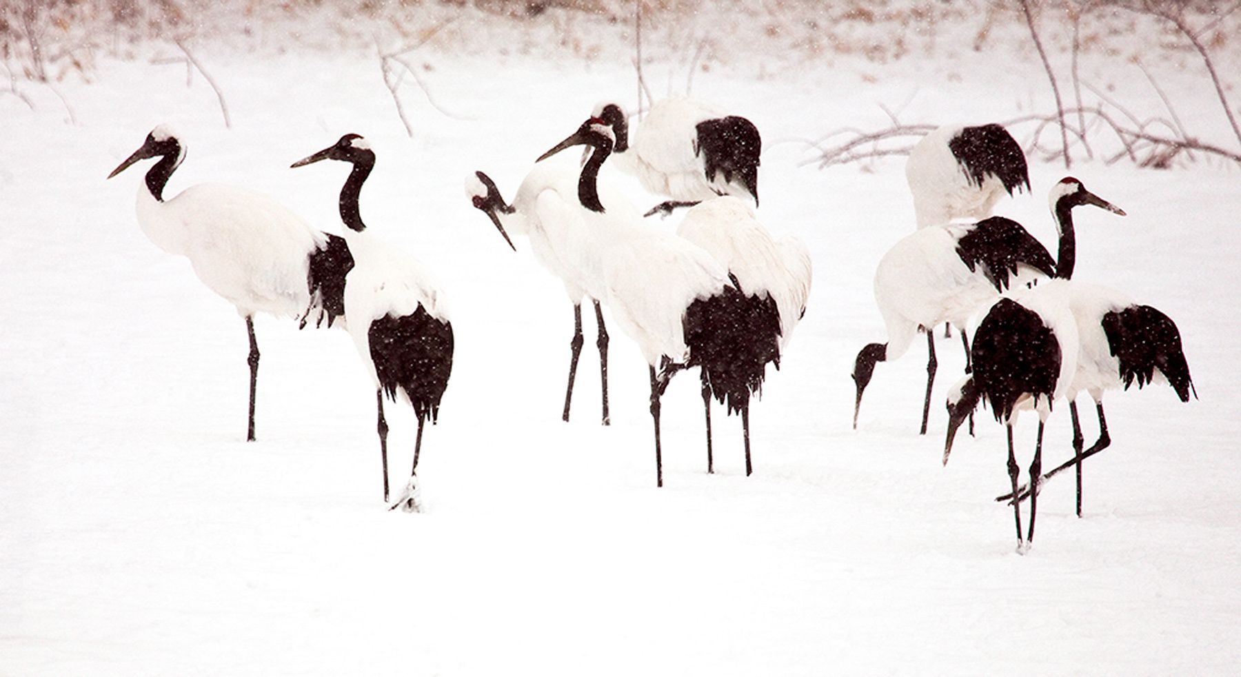 Endangered Red-crowned cranes during snowfall in Tsurui Ito Tancho Sanctuary on Hokkaido, Island, Japan. Cranes in Snow III, Red-Crowned Cranes, Hokkaido, Japan