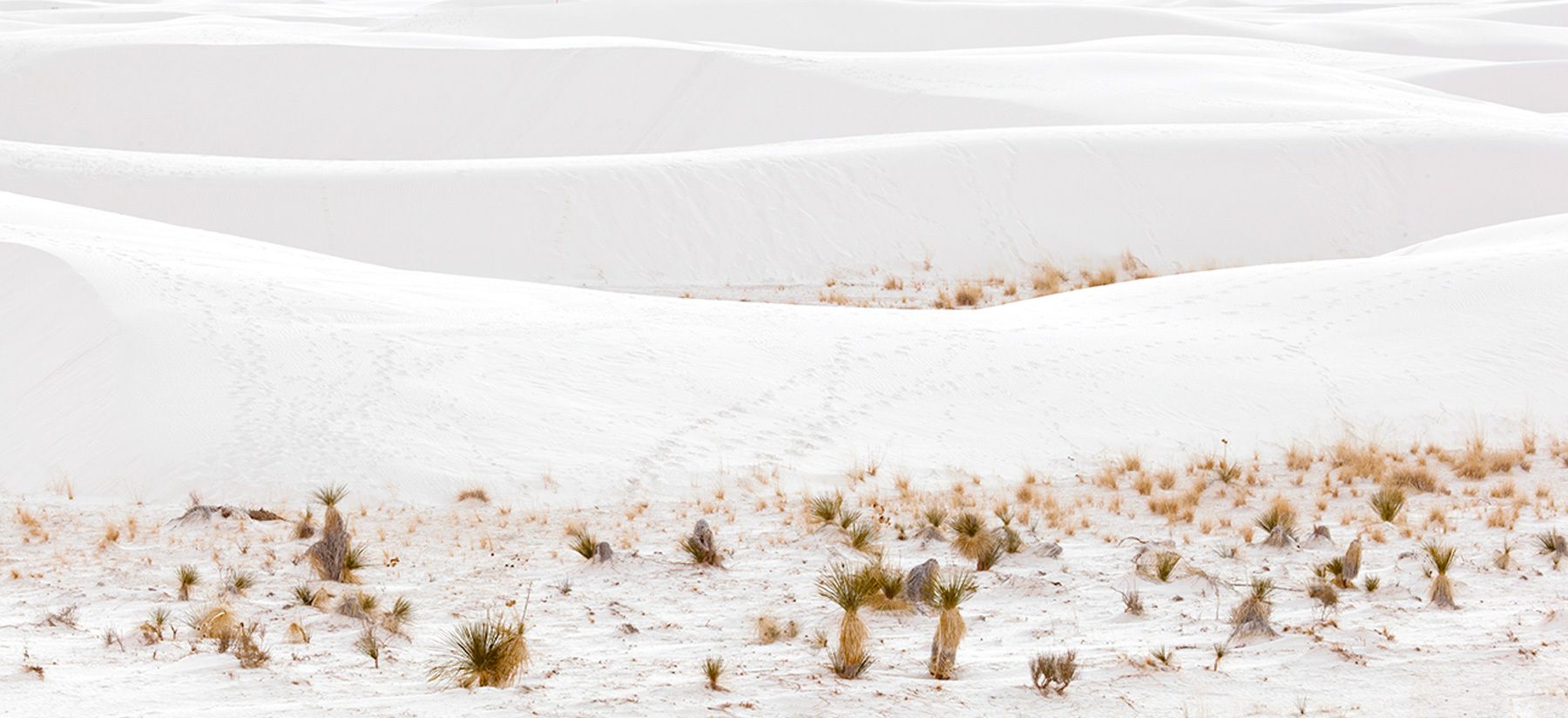 Seascape yucca and other desert plants at White Sands National Monument Dunescape XII, White Sands National Monument