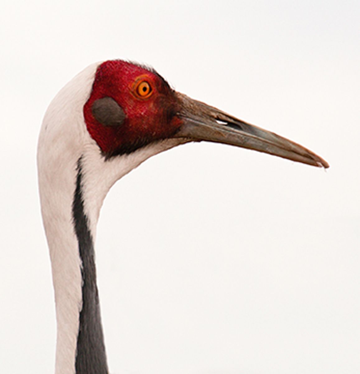 Close up of endangered White-naped crane at Zhalong Nature Reserve in northeast China. White-Naped Crane I, Zhalong Reserve, China
