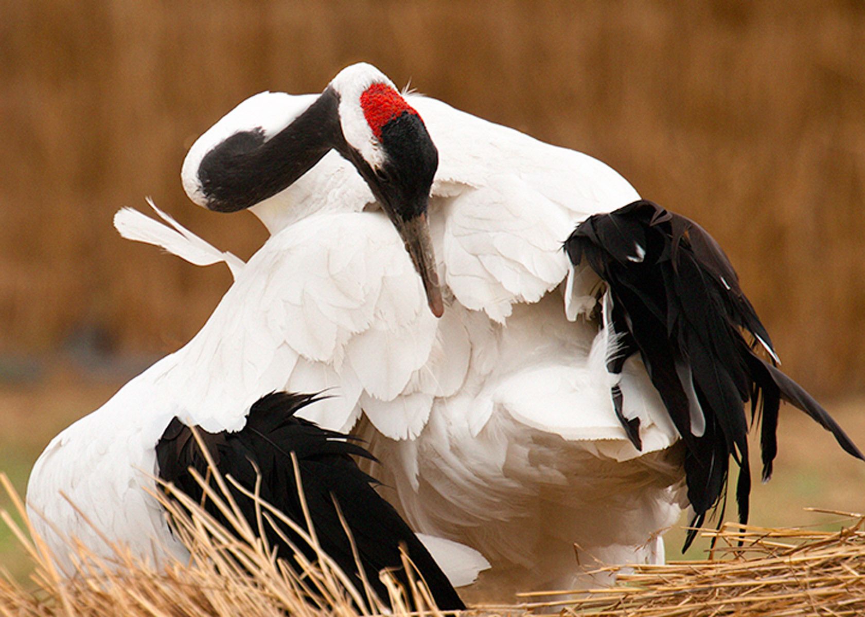 Endangered Red-crowned crane resting and preening at Zhalong Nature Reserve in northeast China. Repose, Red-Crowned Crane, Zhalong Reserve, China