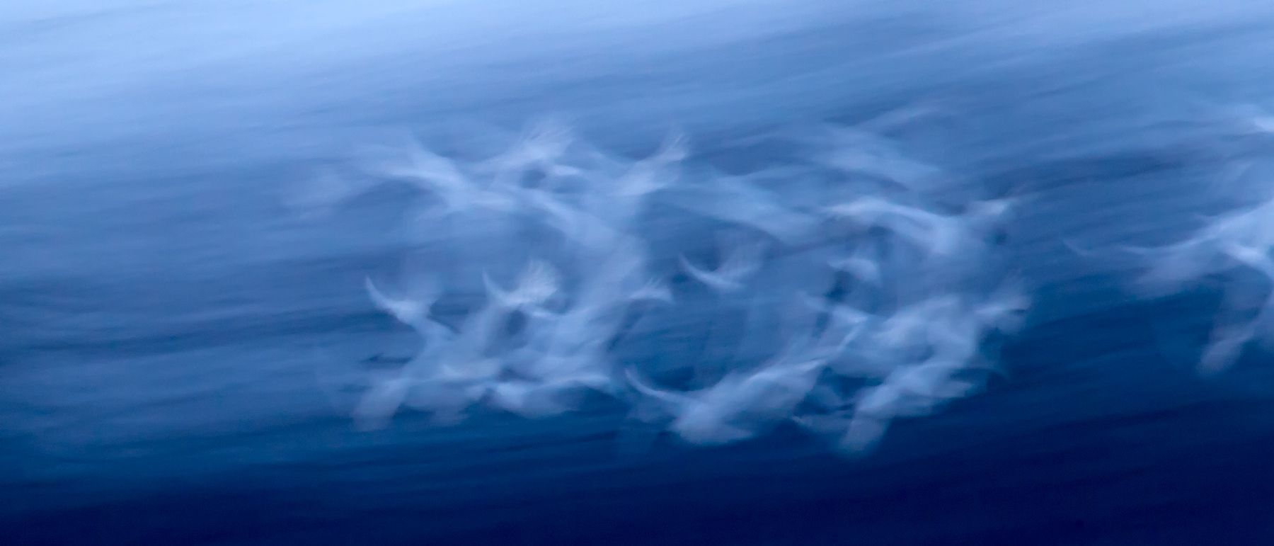 Flock of endangered Red-crowned cranes fly-in at dusk, near Tsurui, on Hokkaido Island, Japan. Fly-In I, Red-Crowned Cranes, Hokkaido, Japan